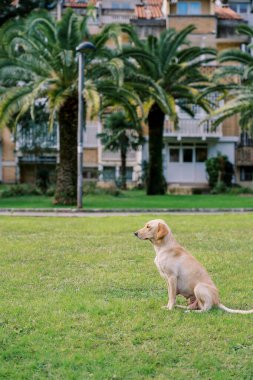 Büyük köpek evin avlusunda yeşil bir çimenlikte oturur. Yan görüş. Yüksek kalite fotoğraf