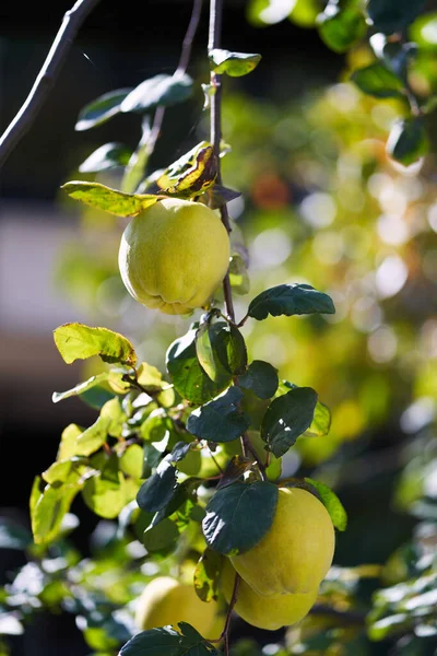 Quince fruits hang on green branches in the garden in the sun. High quality photo