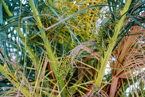 Small green dates grow on a date palm among dense foliage. High quality photo
