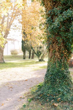 Ağaç gövdesi güneşte sonbahar parkında yeşil sarmaşıklarla çevrili. Yüksek kalite fotoğraf