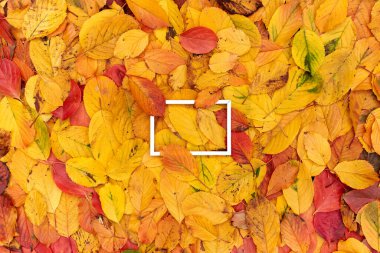 Yatay beyaz oyuk çerçeve kısmen yukarıdan ve aşağıdan yapraklarla kaplı sarı yapraklar üzerinde yatar. Yüksek kalite fotoğraf