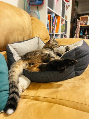 Çizgili kedi odadaki kanepede yumuşak bir yatakta yatıyor. Yüksek kalite fotoğraf