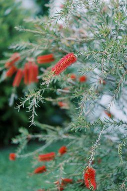 Kırmızı callistemon çiçekleri, şişe fırçası şeklinde, bahçede bir çalılıkta yetişir. Yüksek kalite fotoğraf