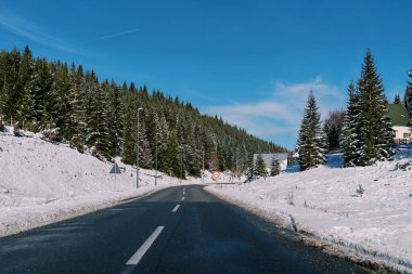 Dağların yamaçlarında, karla kaplı kozalaklı bir ormanın ortasında. Yüksek kalite fotoğraf