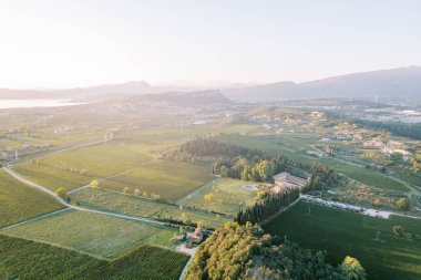 Arkasında dağlar olan Garda Gölü yakınlarındaki ağaçlarla çevrili yeşil üzüm bağları ve tarlalar. Veneto, İtalya. Drone. Yüksek kalite fotoğraf