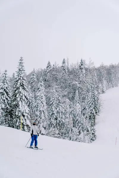 Skier skis down a hill along a snowy forest. High quality photo
