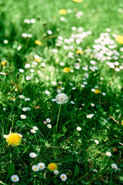Karahindiba ve papatyalar yeşil, güneşli bir çayırda çiçek açarlar. Yüksek kalite fotoğraf