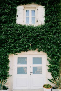 Eski bir evin cephesi yoğun bir şekilde yeşil sarmaşıkla kaplıdır. Yüksek kalite fotoğraf