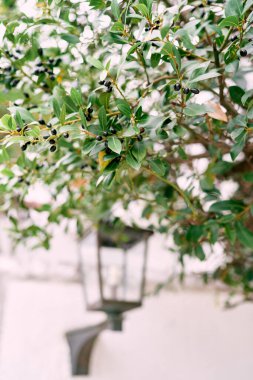 Avludaki ağaç dallarındaki yeşil yaprakların arasında siyah zeytinler. Yüksek kalite fotoğraf