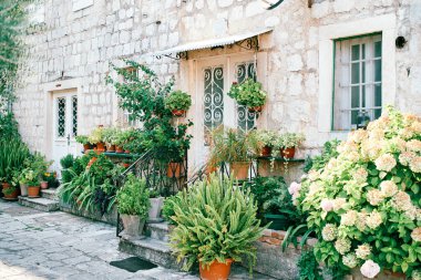 Antik bir taş evin avlusunda duran yeşil saksılar. Yüksek kalite fotoğraf