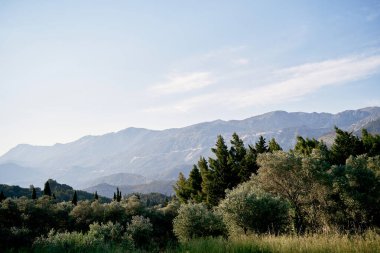 Dağlardaki yeşil orman sisle kaplanmış bir dağ sırasının arka planına karşı. Yüksek kalite fotoğraf