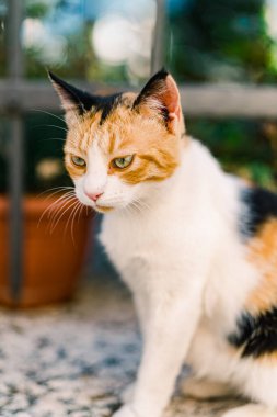 Üç renkli kedi bir bahçe çitinde düşünceli bir şekilde oturur. Yüksek kalite fotoğraf