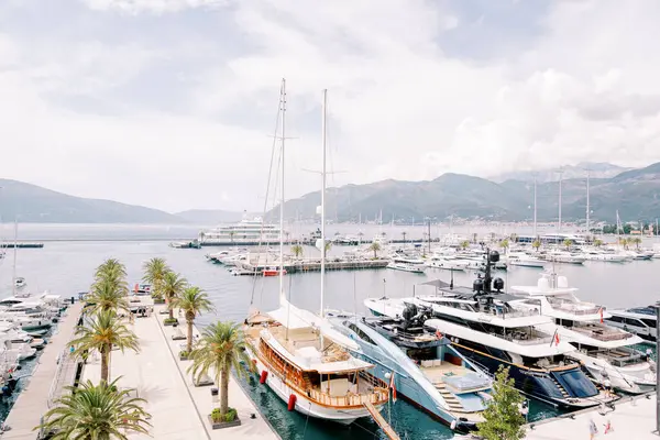Luxury sailing and motor yachts line the palm-lined piers of the luxury marina. High quality photo