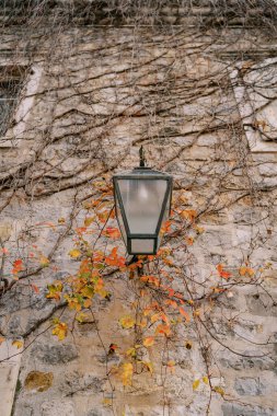 Fener, sarmaşık dallarıyla örülmüş eski bir taş evde asılı duruyor. Yüksek kalite fotoğraf