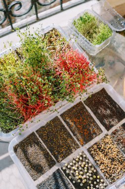 Filizlenmiş tohumların yanındaki bir kutuda genç, uzun, mikroyeşil filizler. Yüksek kalite fotoğraf