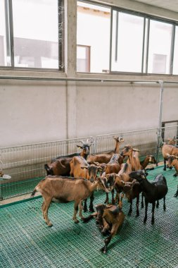 Kahverengi keçi sürüsü bir çiftlikteki çitin yanında duruyor ve birbirlerine bakıyorlar. Yüksek kalite fotoğraf