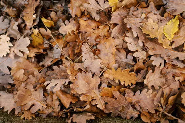 Dedaunan Oak Musim Gugur Jatuh Tergeletak Tanah Foto Berkualitas Tinggi — Stok Foto