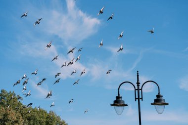 Parktaki yeşil ağaçların üzerinden uçan güvercin sürüsü. Yüksek kalite fotoğraf