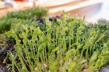 Bir kabın içinde büyüyen taze bezelye filizleri üzerinde su damlaları. Yüksek kalite fotoğraf