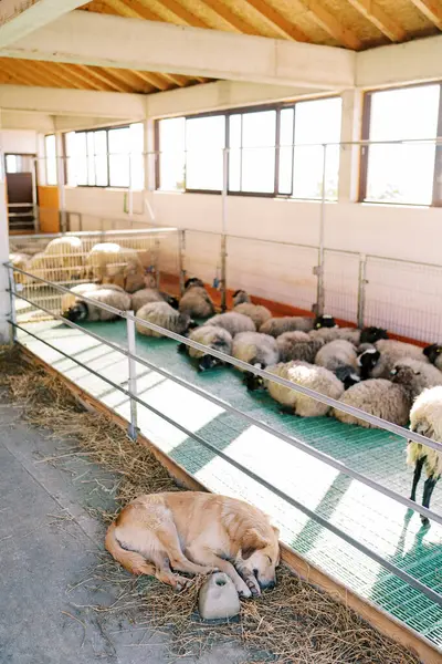 Large dog sleeps on the hay next to a pen with sleeping sheep. High quality photo