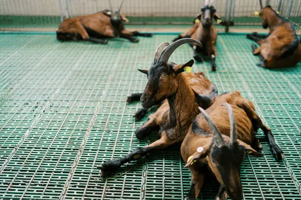 Brązowe Kozy Spoczywające Zagrodzie Farmie Wysokiej Jakości Zdjęcie Zdjęcie Stockowe