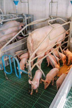 Küçük domuzcukların yanındaki bir çiftlikte büyük bir domuz duruyor. Arkadan bak. Yüksek kalite fotoğraf