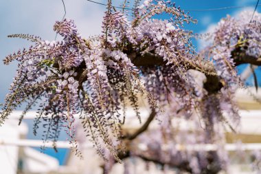 Çiçek açan mor salkım bir dala asılı. Yüksek kalite fotoğraf
