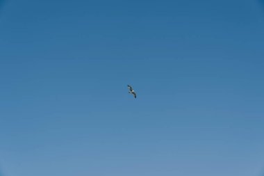 Beyaz albatros açık mavi gökyüzünde süzülür. Yüksek kalite fotoğraf