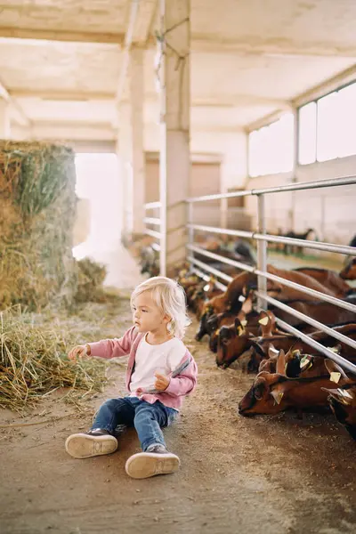 Little girl sits on the floor near a haystack next to goats eating grain. High quality photo