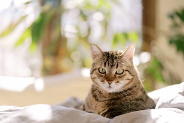 Tekir kedi yastıkların yanındaki bir yatakta yatıyor. Yüksek kalite fotoğraf