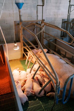 Küçük domuzcuklar, lambanın altında bir domuzla birlikte bir ağılda uyurlar. Yüksek kalite fotoğraf