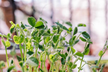 Genç yeşil bezelye filizleri güneşte büyüyor. Yüksek kalite fotoğraf