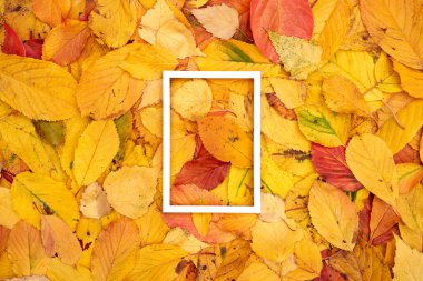 Sonbahar yapraklarının arka planında boş beyaz dikey çerçeve. Yüksek kalite fotoğraf