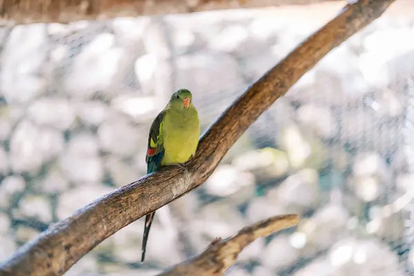 stock image Perico yellowhead sitting on a branch in a large cage in the park. High quality photo