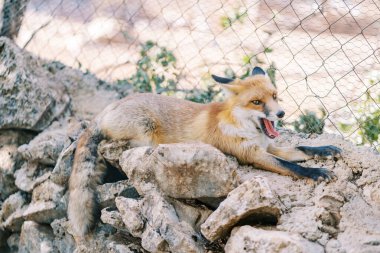 Kızıl tilki, bir hayvanat bahçesinde taşların üzerinde uzanırken esniyor. Yüksek kalite fotoğraf