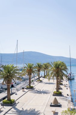 Rıhtımda demirli yatların yanında yeşil palmiye ağaçları olan Marina. Porto, Karadağ. Yüksek kalite fotoğraf