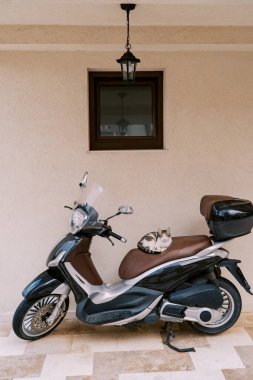 Kedi, evin duvarının yanında duran bir scooter 'ın koltuğunda oturur. Yüksek kalite fotoğraf