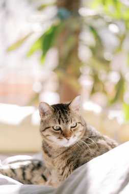 Tekir kedi, başı güneşli bir pencerenin yanındaki yatağın kenarına dönük olarak yatar. Yüksek kalite fotoğraf