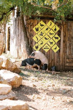 White dwarf pig jumps onto a black one while standing next to piglets near a wooden fence with signs. High quality photo clipart