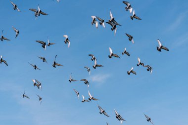 Mavi gökyüzünde uçan güvercin sürüsü. Yüksek kalite fotoğraf
