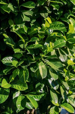 Güneşli bir bahçede büyüyen yeşil defne çalısı. Yüksek kalite fotoğraf