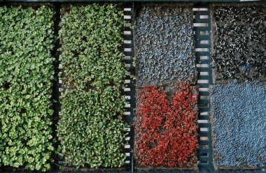 Arugula mikroyeşillikleri su teresi, kohlrabi, kırmızı lahana ve soğanın yanındaki kutuda yetişir. Üst Manzara. Yüksek kalite fotoğraf