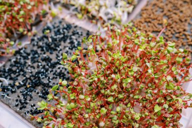 Lahana tohumlarının yanında, kabın içinde yetişen kırmızı turp filizleri. Yüksek kalite fotoğraf