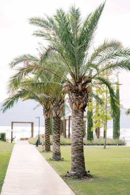 Yeşil palmiye ağaçları deniz kenarındaki bahçede yetişir. Yüksek kalite fotoğraf