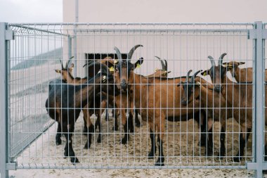 Kahverengi keçi sürüsü bir çiftliğin yakınındaki tel örgülerin arkasında duruyor. Yüksek kalite fotoğraf