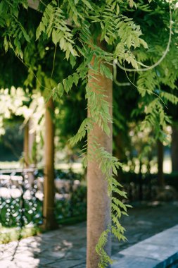 Bahçedeki bir pergola sütundan sarkan yeşil salkım dalları. Yüksek kalite fotoğraf