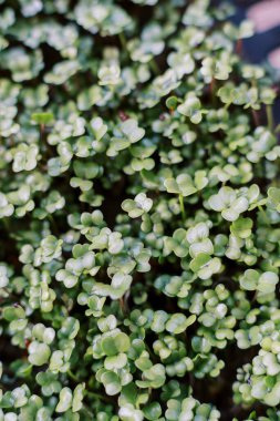 Bir kutuda yetişen sulu roka mikro yeşillikleri. Yüksek kalite fotoğraf