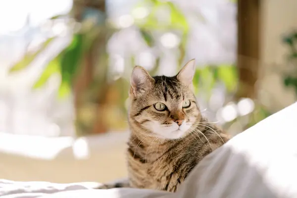 Tekir kedi yatar, başını yana çevirir, yastıkların arasında bir yatakta. Yüksek kalite fotoğraf