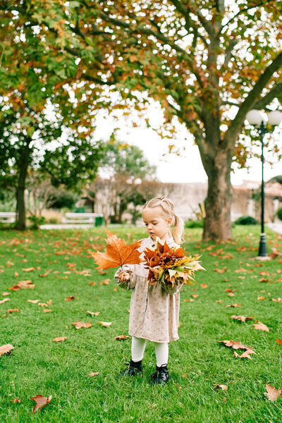 Little girl with a bouquet of fallen leaves looks at a large orange maple leaf in her hand. High quality photo — Stock Image Little Girl Bouquet Fallen Leaves Looks Large Orange Maple Leaf Stock Photo