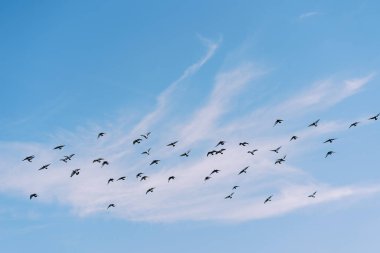 Kuş sürüsü mavi gökyüzündeki beyaz bulutların arka planında süzülür. Yüksek kalite fotoğraf